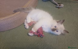 Ragdoll cats for sale: Ragdoll Kittens for Sale - Image 10