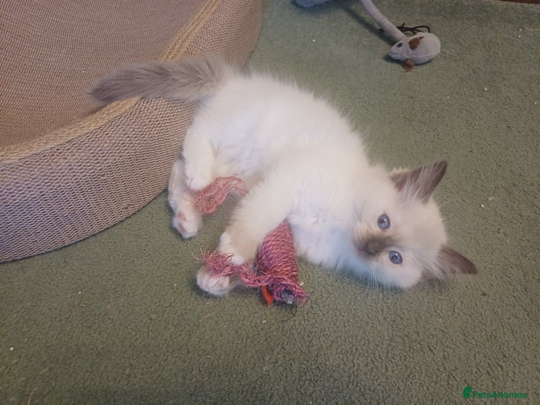 Ragdoll cats for sale: Ragdoll Kittens for Sale - Image 10
