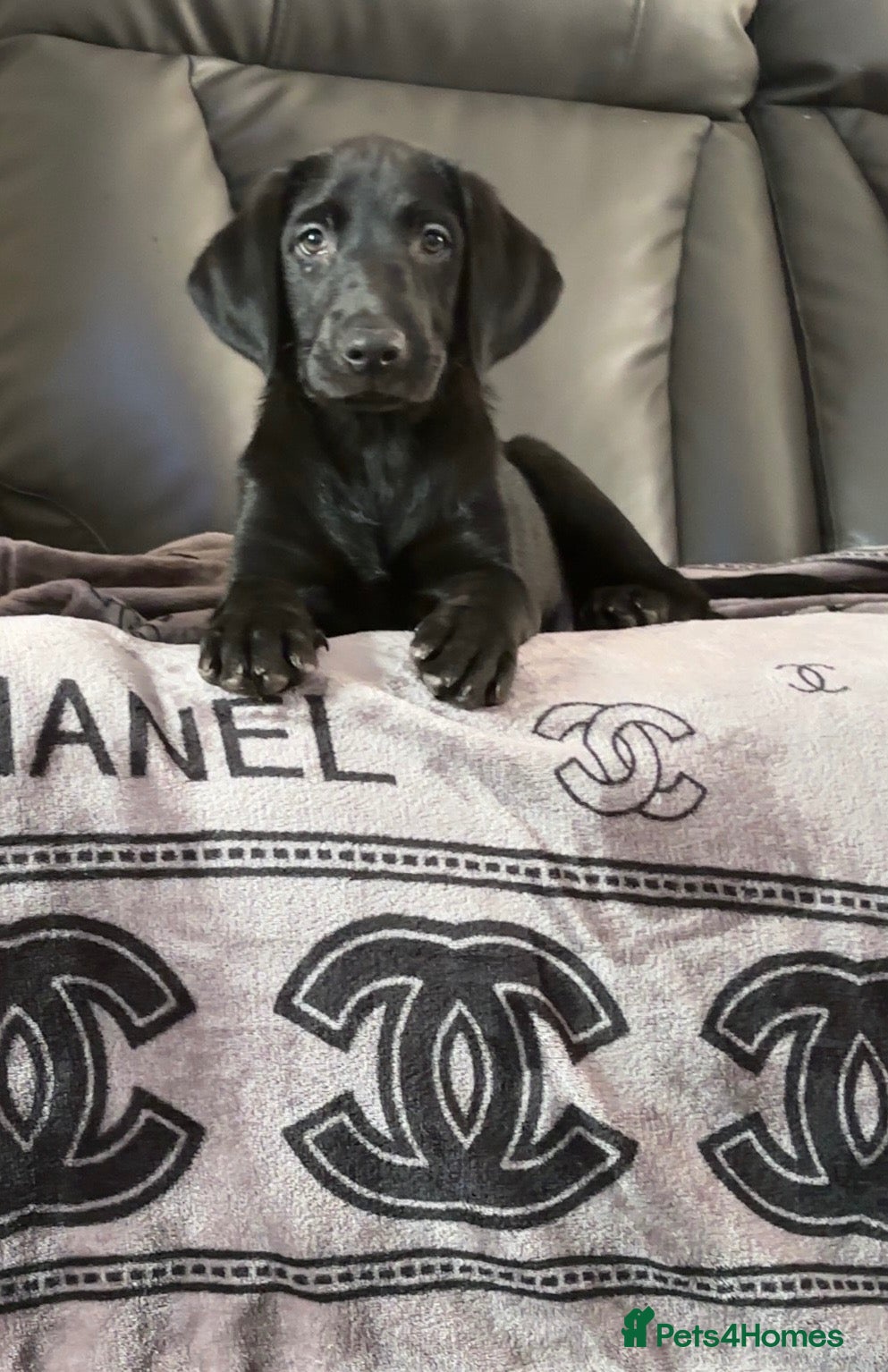 Labrador Retriever dogs 5 BLACK KC REGISTERED LABRADORS FOR SALE  - Advert 1