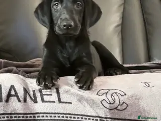 Labrador Retriever dogs *REDUCED*4 BLACK KC REGISTERED LABRADORS FOR SALE - Advert 3