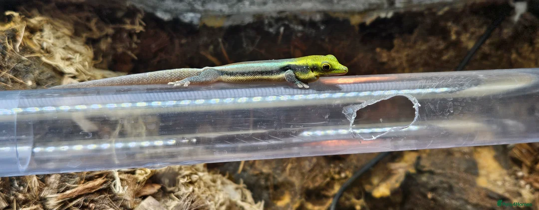 Gecko reptiles for sale: Neon day gecko x4 bonded group 1.3 - Advert 2