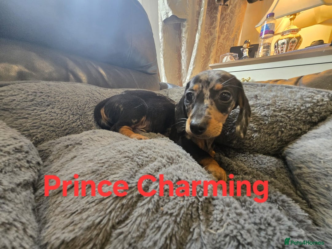 Miniature Dachshund dogs for sale: BEAUTIFUL DAPPLE MINIATURE DACHSHUND PUPPIES - Image 4