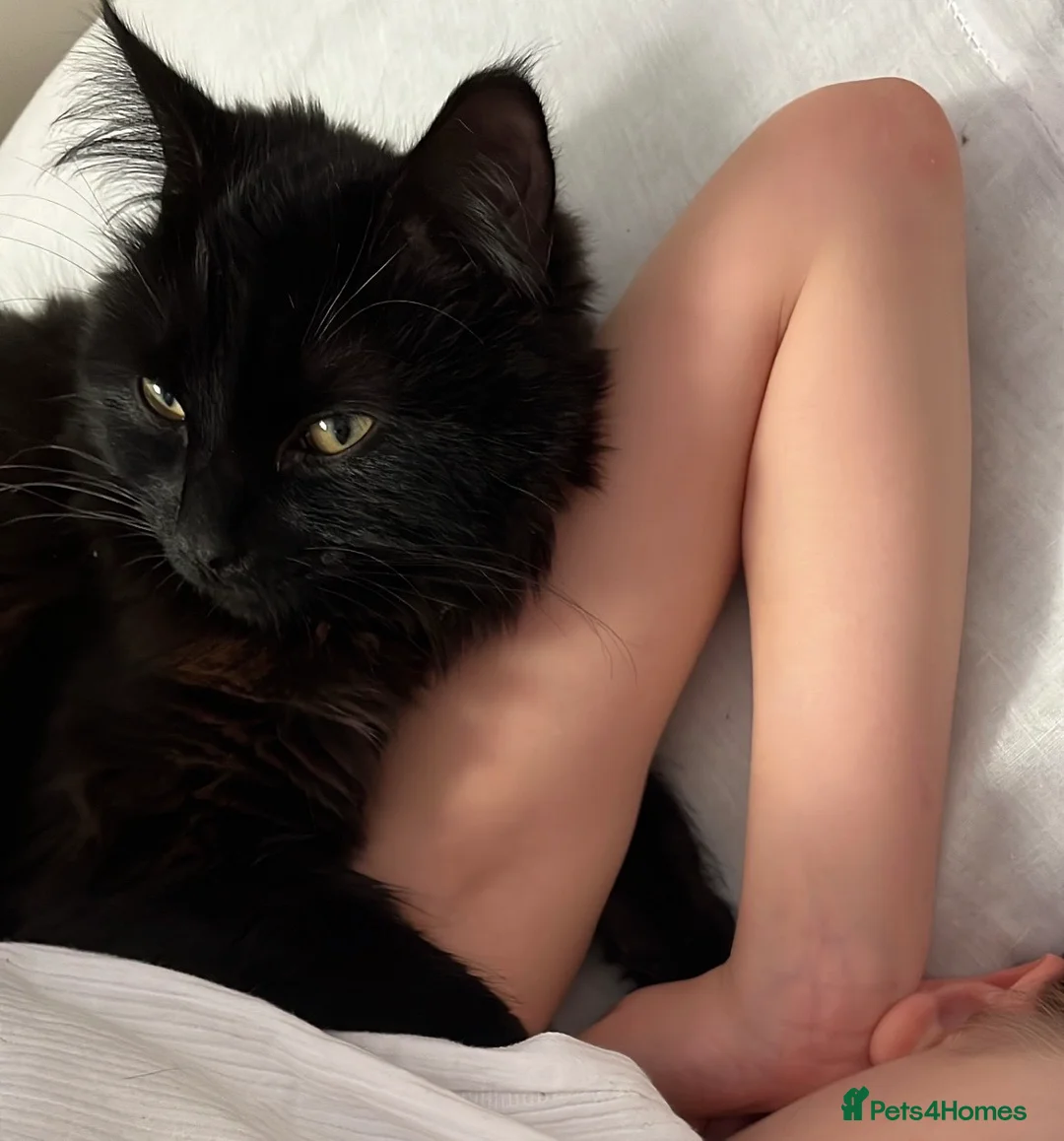 Maine Coon cats for sale: Maine Coon  in Egham - Advert 1