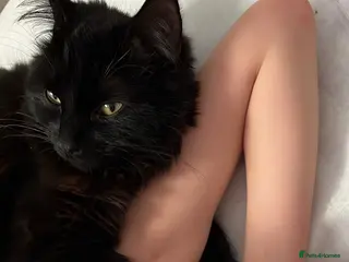 Maine Coon cats Maine Coon - Advert 2