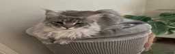 Maine Coon cats for sale: Male Maine Coon  - Advert 1