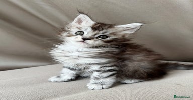 Maine Coon cats - Advert 12