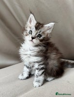 Maine Coon cats - Advert 2