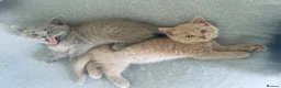 Russian Blue cats for sale: Beautiful Russian Blue/British Shorthair Kittens  in Wimborne - Advert 18
