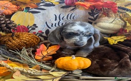 Miniature Dachshund dogs for sale: Miniature Dachshund Puppies Ready for Loving Homes - Image 7