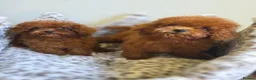 Toy Poodle dogs for sale: Asian toy poodle  - Advert 10