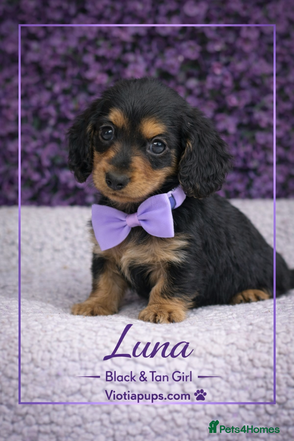 Miniature Dachshund dogs Ready now KC Miniature Dachshund Puppies - Advert 13