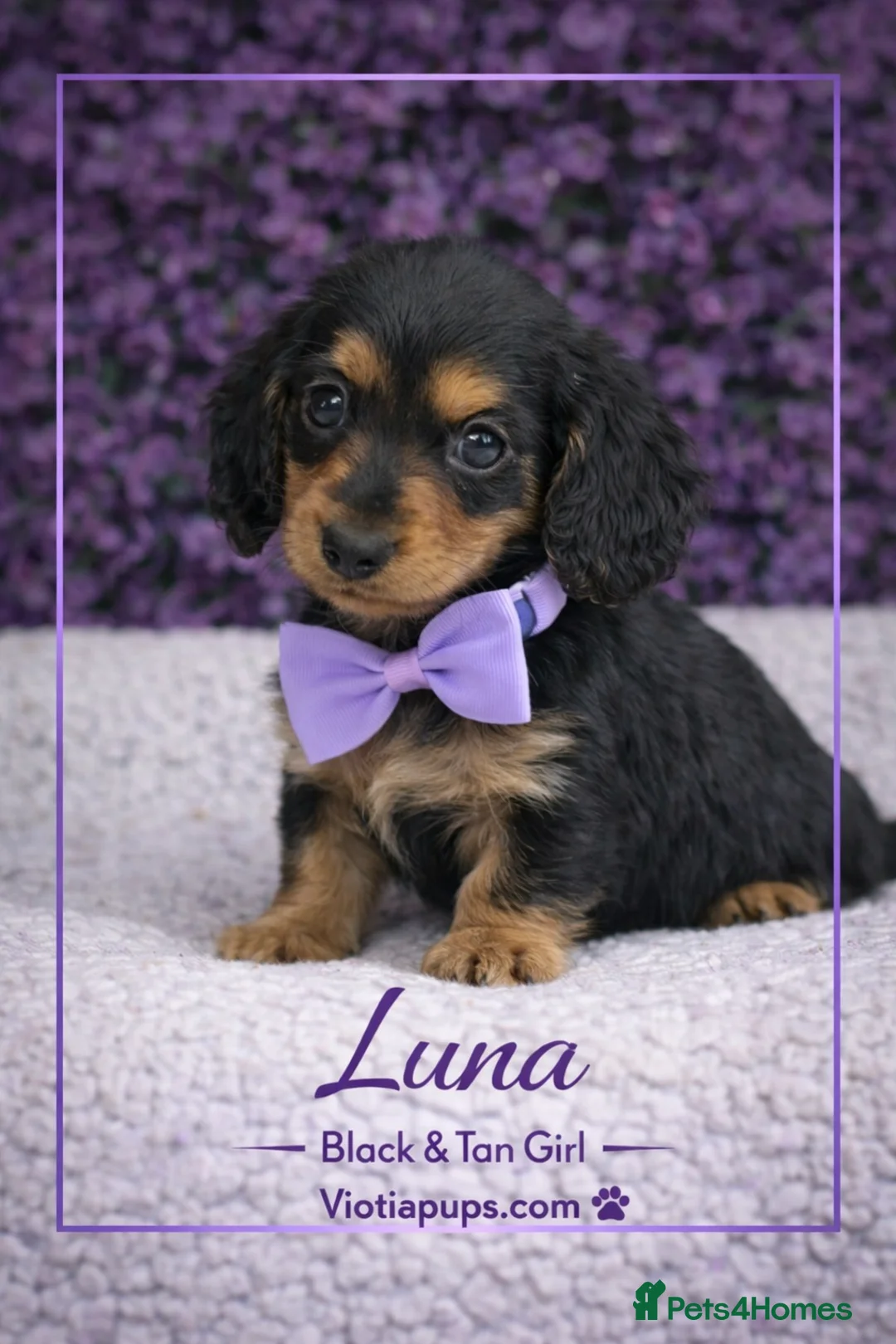 Miniature Dachshund dogs for sale: Ready now KC Miniature Dachshund Puppies - Advert 1