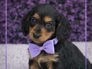Miniature Dachshund dogs Ready now KC Miniature Dachshund Puppies - Advert 13