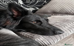 German Shepherd dogs for sale: Ace - Male German Shepherd (1 yr old) - Advert 2