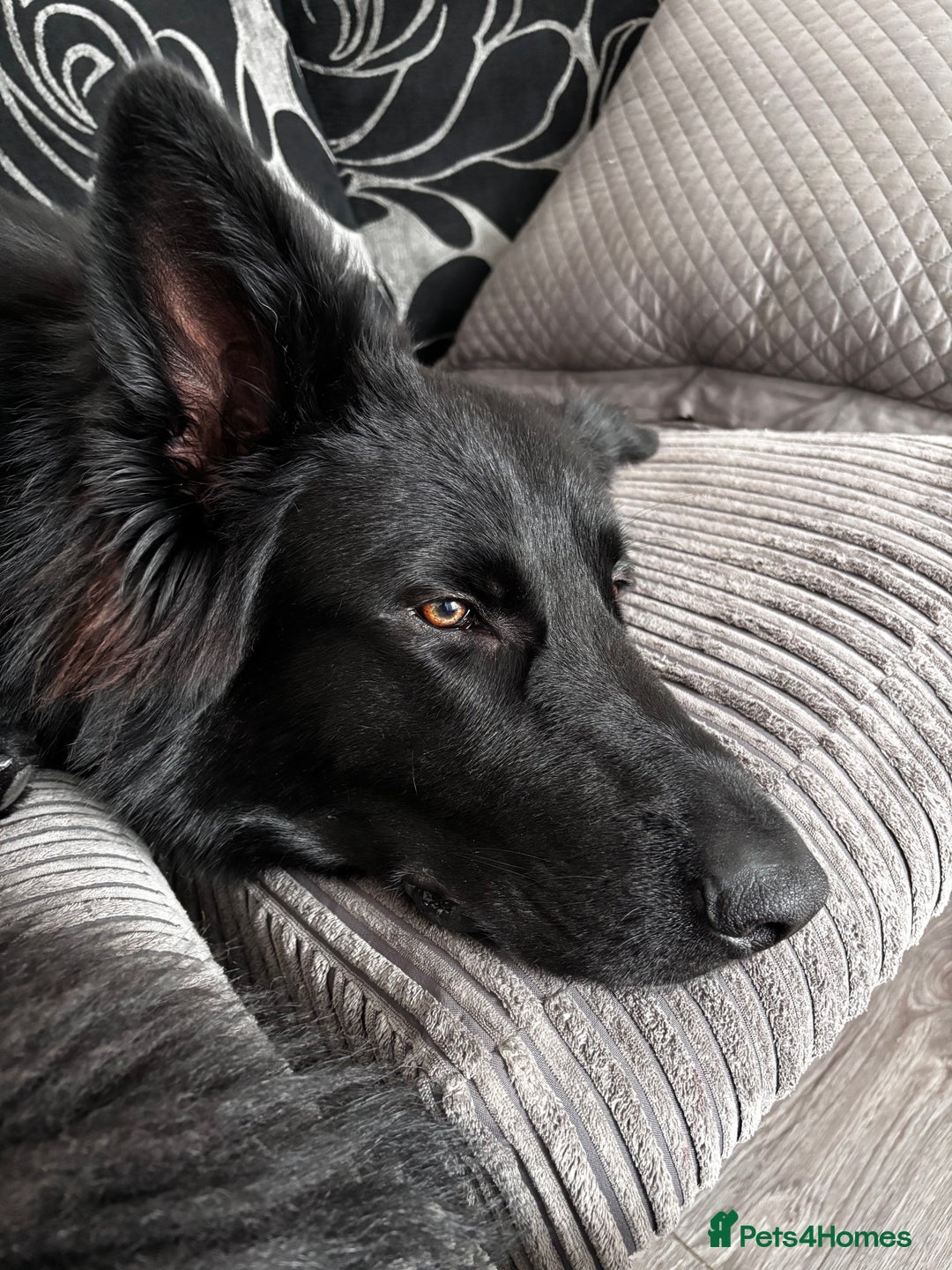 German Shepherd dogs for sale: Ace - Male German Shepherd (1 yr old) - Advert 2