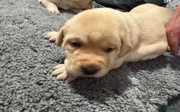 Labrador Retriever dogs for sale: Beautiful lab puppies looking forever homes ❤️ - Advert 8