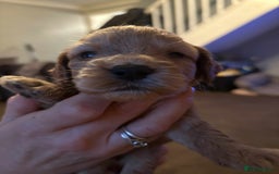 Cockapoo dogs for sale: Stunning litter of cockapoos  - Advert 30