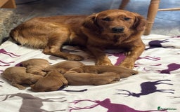 Golden Retriever dogs for sale: Stunning Golden Retrievers - Image 8