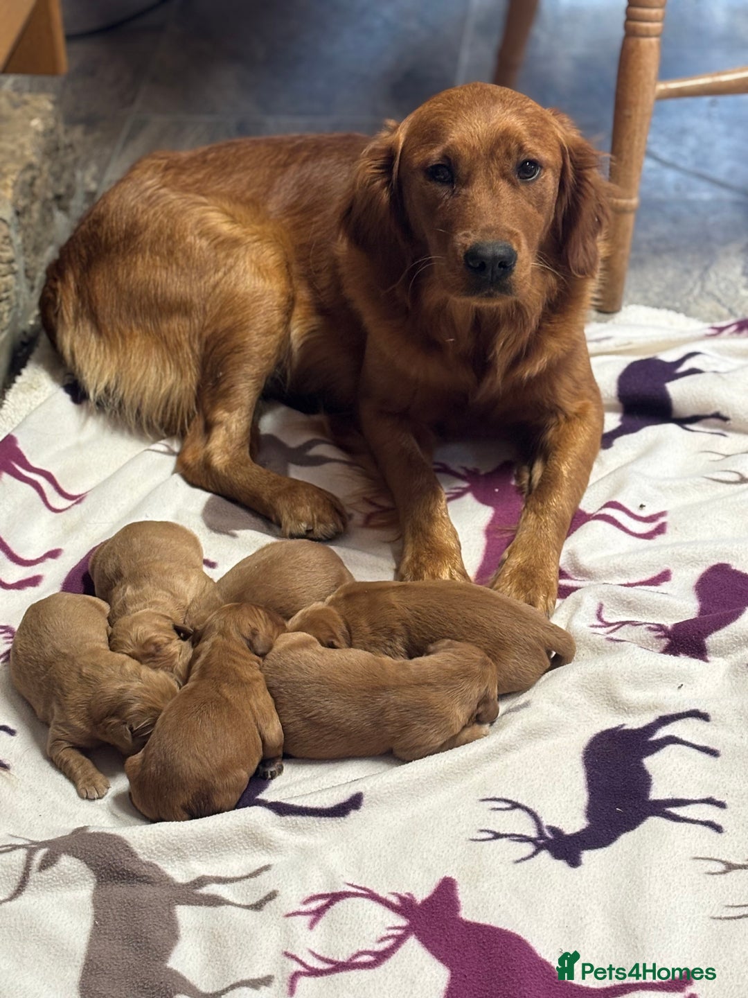 Golden Retriever dogs for sale: Stunning Golden Retrievers - Image 8