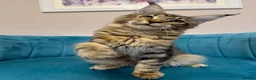 Maine Coon cats for sale: TICA Pedigree Registered Maine Coon Kittens - Advert 25