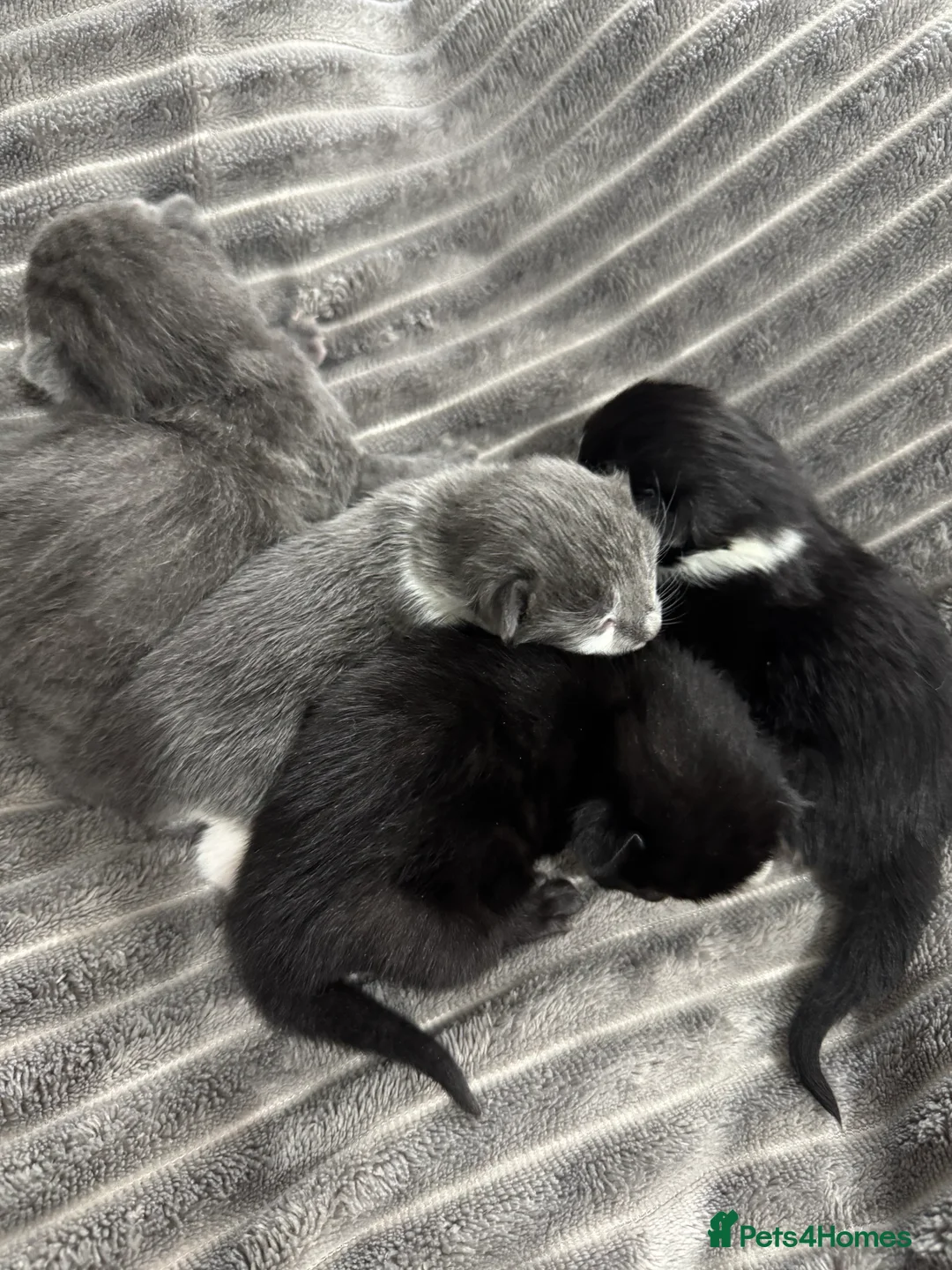 Mixed Breed cats for sale: TWO KITTENS LEFT!!! in Stoke-on-Trent - Advert 17