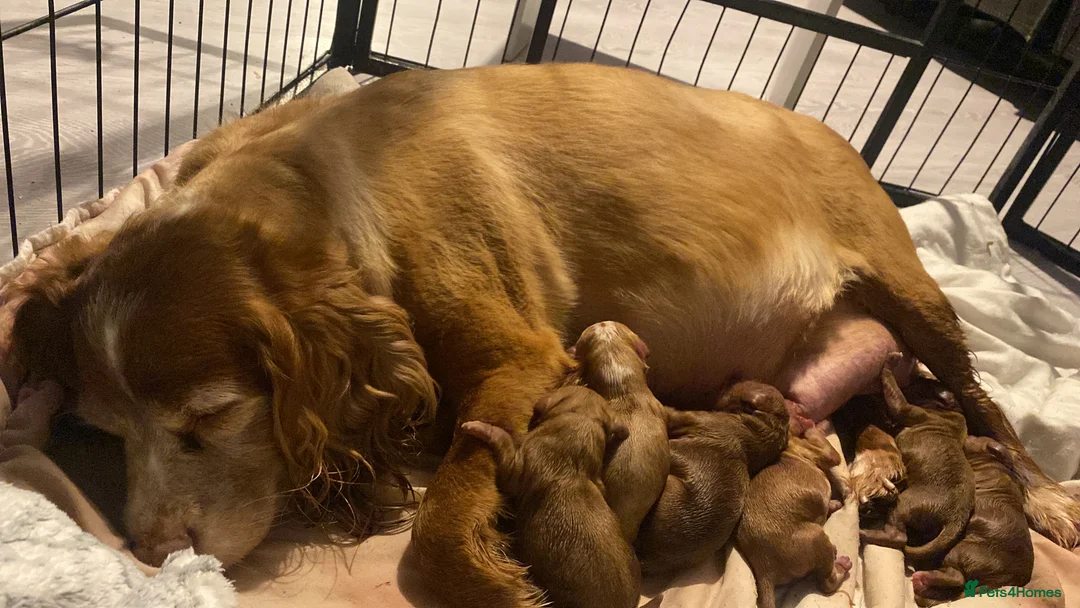 Cavapoo dogs for sale: 8 Beautiful Cavapoo pups - Advert 2