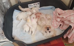 Maltese dogs for sale: Extra mini adorable pups in Bury - Image 16