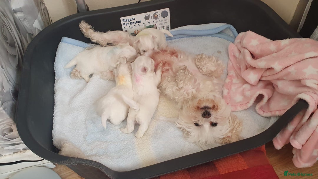 Maltese dogs for sale: Extra mini adorable pups in Bury - Image 16