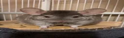 Chinchilla rodents for sale: Two female chinchillas in Doncaster - Advert 7