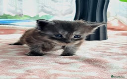 Maine Coon cats for sale: Reserve your dream kitten now - Image 1