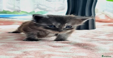 Maine Coon cats - Advert 4