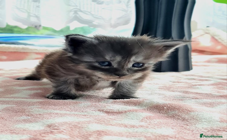 Maine Coon cats - Advert 14
