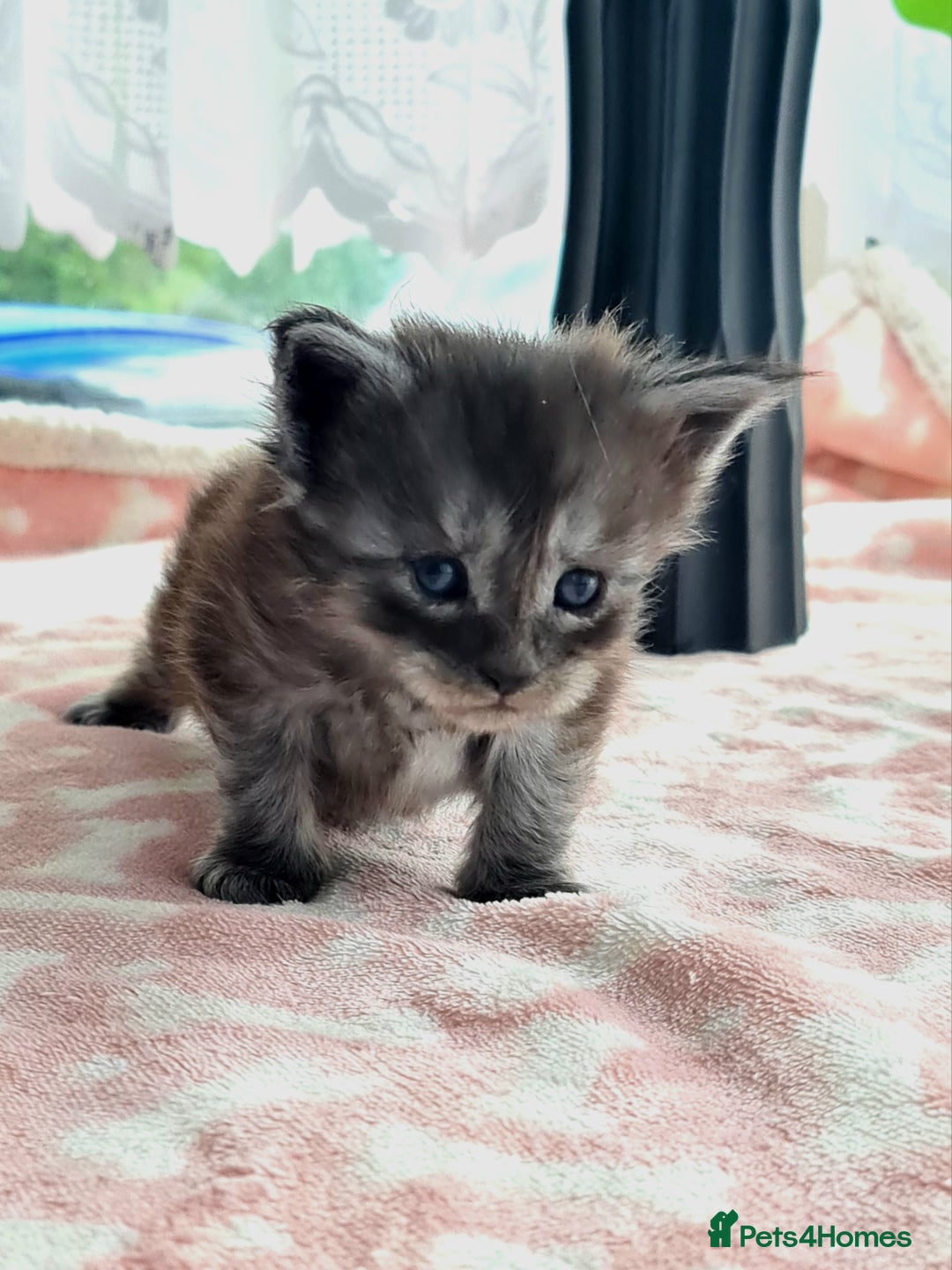 Maine Coon cats for sale: Reserve your dream kitten now - Image 1