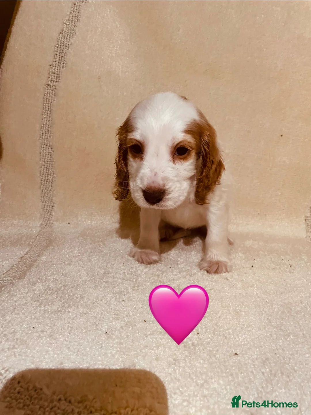 Sprocker dogs for sale: Spaniel pups  - Advert 8