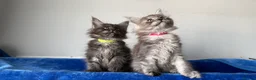 Maine Coon cats for sale: Maine coon kittens registered with GCCF - Advert 29