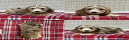 Cockapoo dogs for sale: STUNNING COCKAPOO PUPPIES READY NOW  - Advert 4