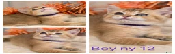 British Shorthair cats for sale: British shorthair blue/black golden kittens GCCF  - Advert 15