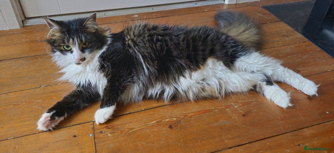 Mixed Breed cats for sale: Unique mixed breed stunning girl - Image 4