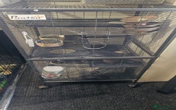 Chinchilla rodents for sale: Male Chinchilla (Can Lower Price For Right Home) - Image 4