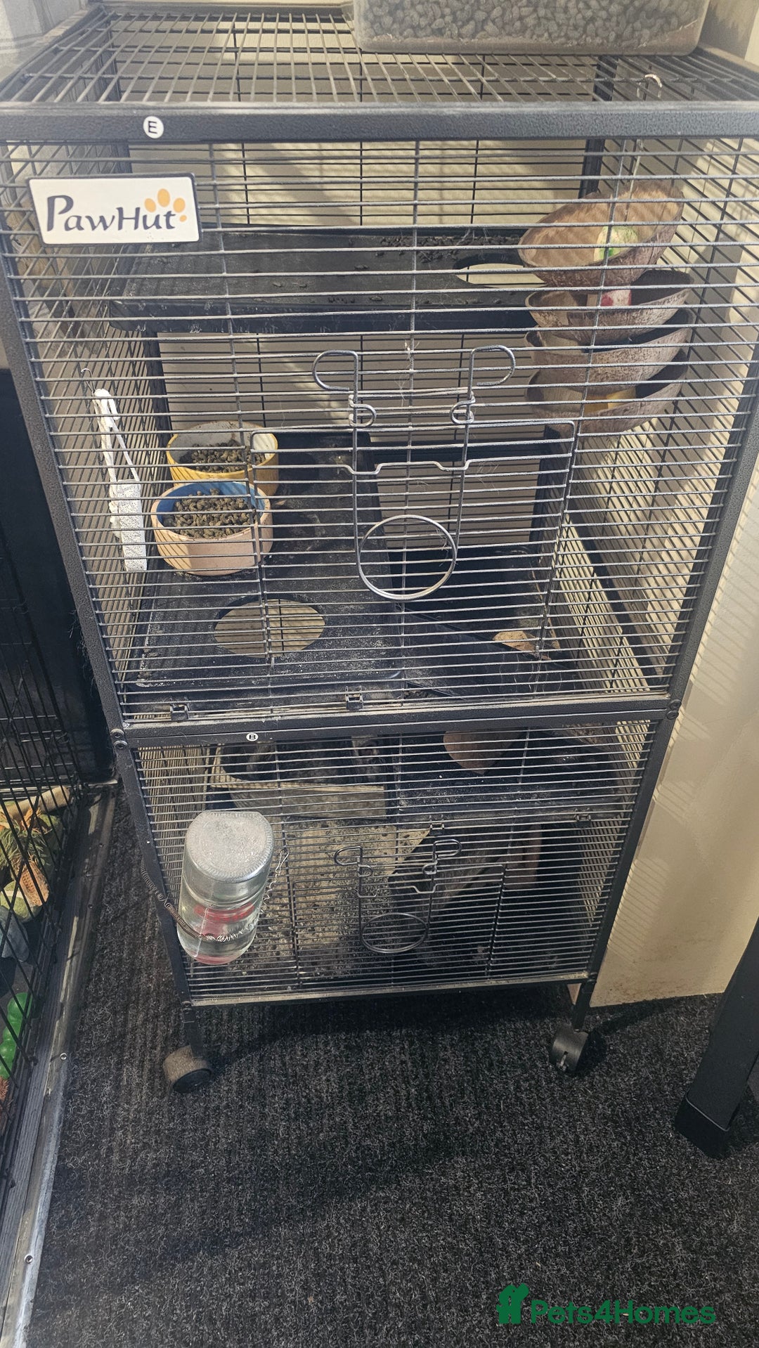 Chinchilla rodents for sale: Male Chinchilla (Can Lower Price For Right Home) - Image 4