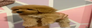Maltipoo 5