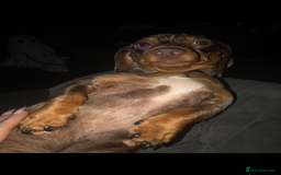 Miniature Dachshund dogs for sale: Beautiful Girl - Image 3