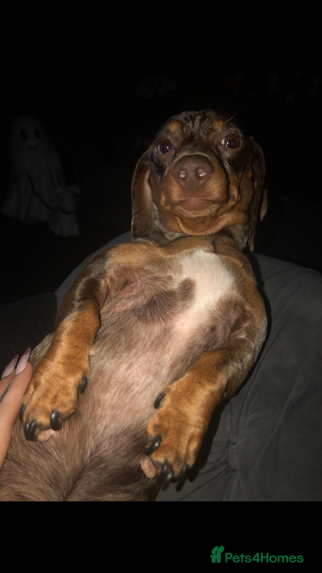 Miniature Dachshund dogs for sale: Beautiful Girl - Image 3