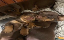 Miniature Dachshund dogs for sale: Stunning miniature dachshunds - Image 1