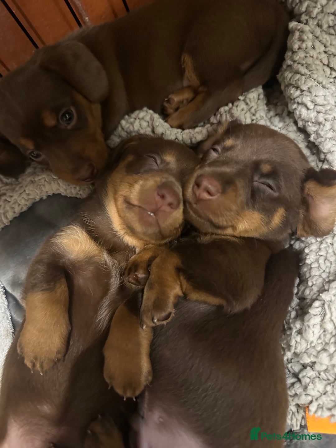 Miniature Dachshund dogs for sale: Stunning miniature dachshunds - Image 1