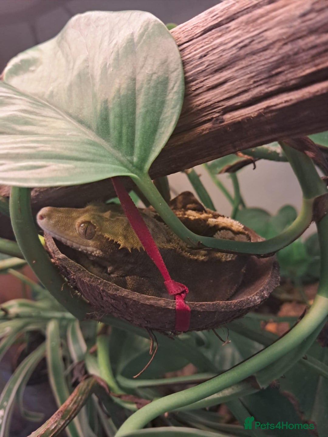 Gecko reptiles for sale: Male Crested Gecko with Bioactive Tank - Image 12