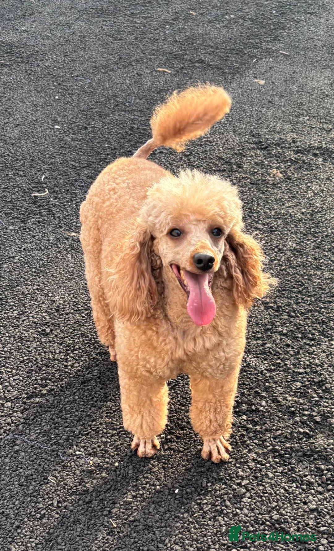 Miniature Poodle dogs for stud: Beautiful Beocca - Advert 2