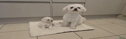 Bichon Frise dogs for sale: Pure pedigree male bichon puppy - Advert 5