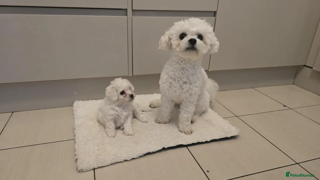 Bichon Frise dogs for sale: Pure pedigree male bichon puppy - Advert 5
