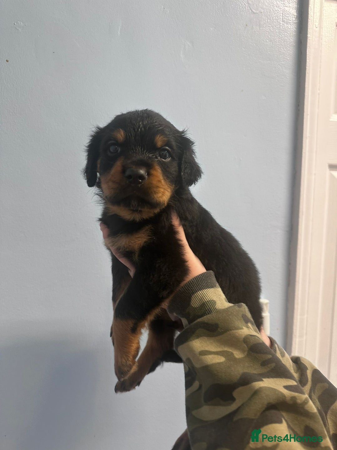 Rottweiler dogs for sale: 🐾 Pure Bred Rottweiler Puppies 🐾 - Image 3